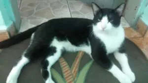 Gato raça  idade 1 ano nome pituxinho