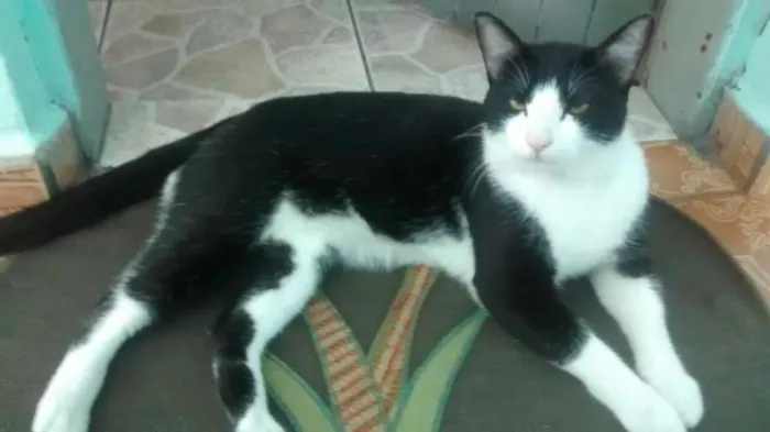 Gato ra a  idade 1 ano nome pituxinho