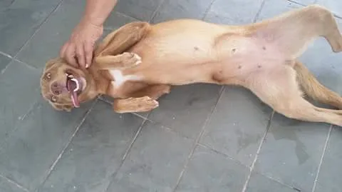 Cachorro ra a Sem raça definida idade 5 anos nome Cookie