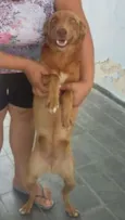 Cookie