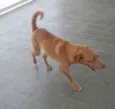 Cookie