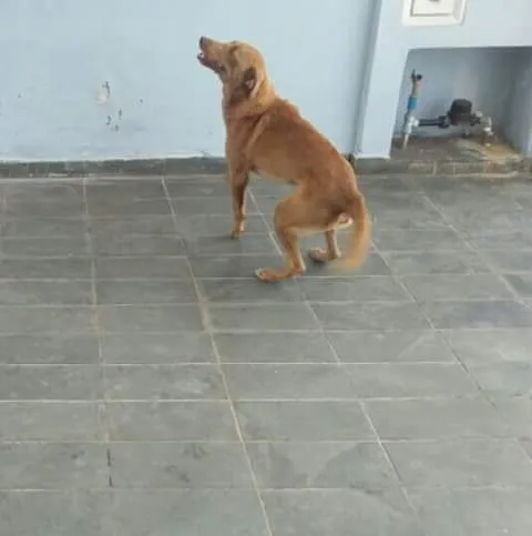 Cachorro ra a Sem raça definida idade 5 anos nome Cookie