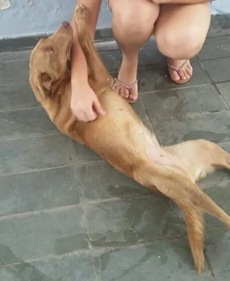 Cachorro ra a Sem raça definida idade 5 anos nome Cookie