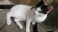 xuxinha