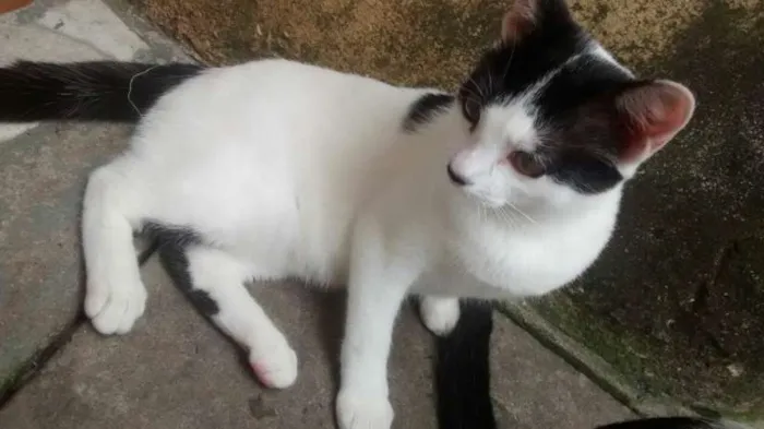 Gato ra a  idade 2 a 6 meses nome xuxinha