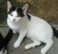 xuxinha
