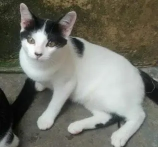 Gato ra a  idade 2 a 6 meses nome xuxinha
