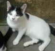 xuxinha