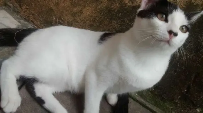 Gato ra a  idade 2 a 6 meses nome xuxinha