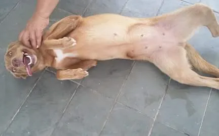 Cachorro ra a Sem raça definida idade 5 anos nome Cookie