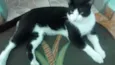 pituxinho