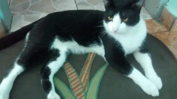 Gato ra a  idade 1 ano nome pituxinho