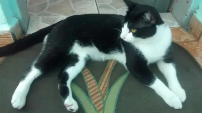 Gato ra a  idade 1 ano nome pituxinho