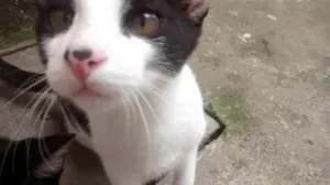 Gato raça No sei informar idade 2 a 6 meses nome pituxo