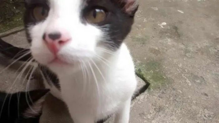Gato ra a No sei informar idade 2 a 6 meses nome pituxo