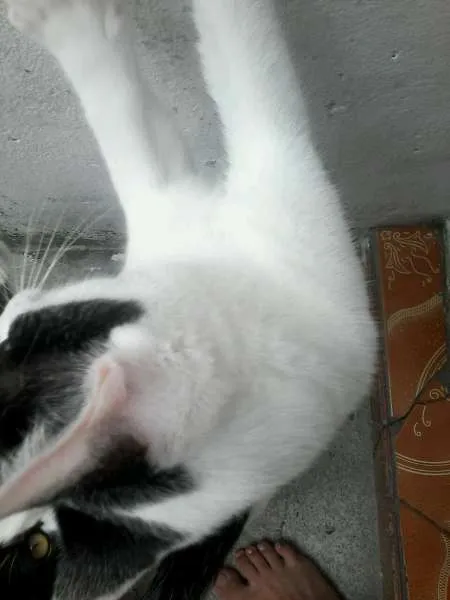 Gato ra a  idade 2 a 6 meses nome xuxinha