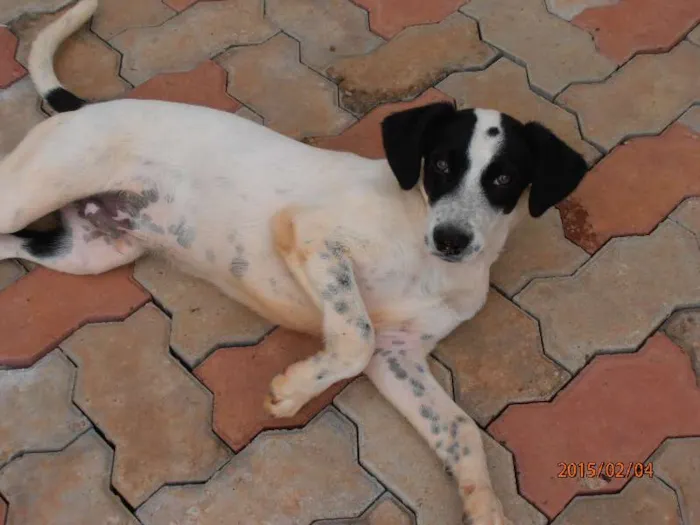 Cachorro ra a SRD idade 2 a 6 meses nome Valenada