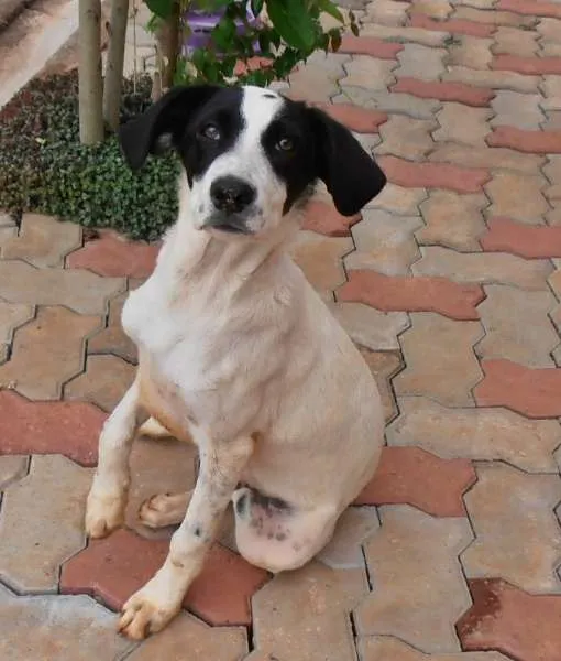 Cachorro ra a SRD idade 2 a 6 meses nome Valenada