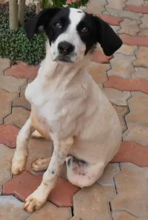 Cachorro raça SRD idade 2 a 6 meses nome Valenada