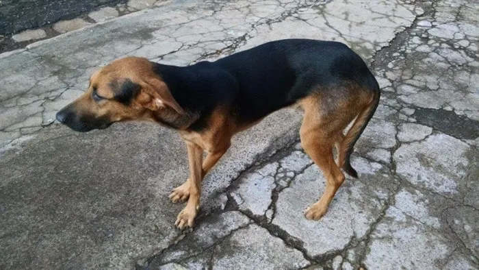 Cachorro ra a Desconhecida idade 7 a 11 meses nome Sem nome