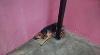 Cachorro ra a Desconhecida idade 7 a 11 meses nome Sem nome