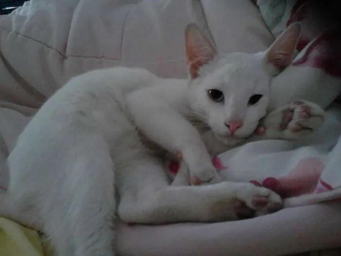 Gato ra a SRD idade 7 a 11 meses nome floquinho
