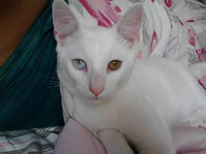 Gato ra a SRD idade 7 a 11 meses nome floquinho