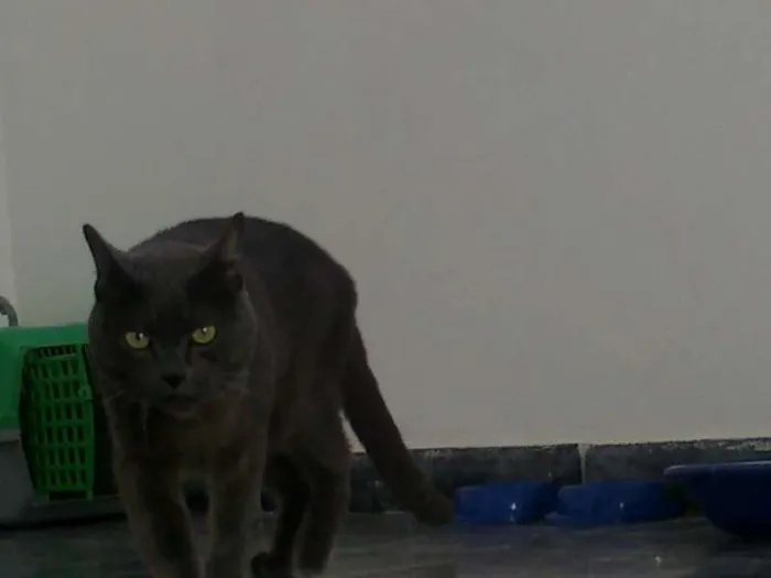 Gato ra a SRD idade 6 ou mais anos nome christopher