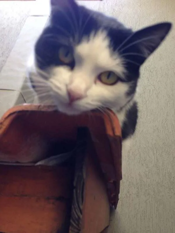 Cachorro raça SRD idade 2 anos nome Cyndi