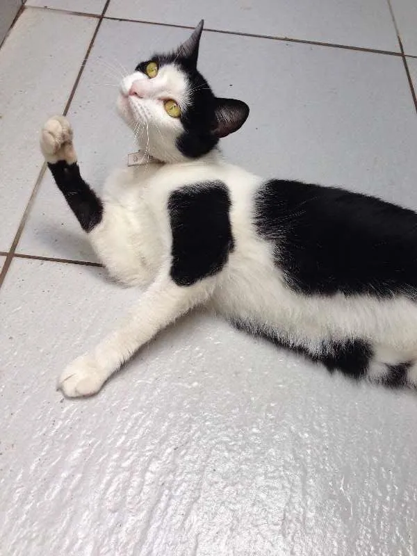 Cachorro raça SRD idade 2 anos nome Cyndi