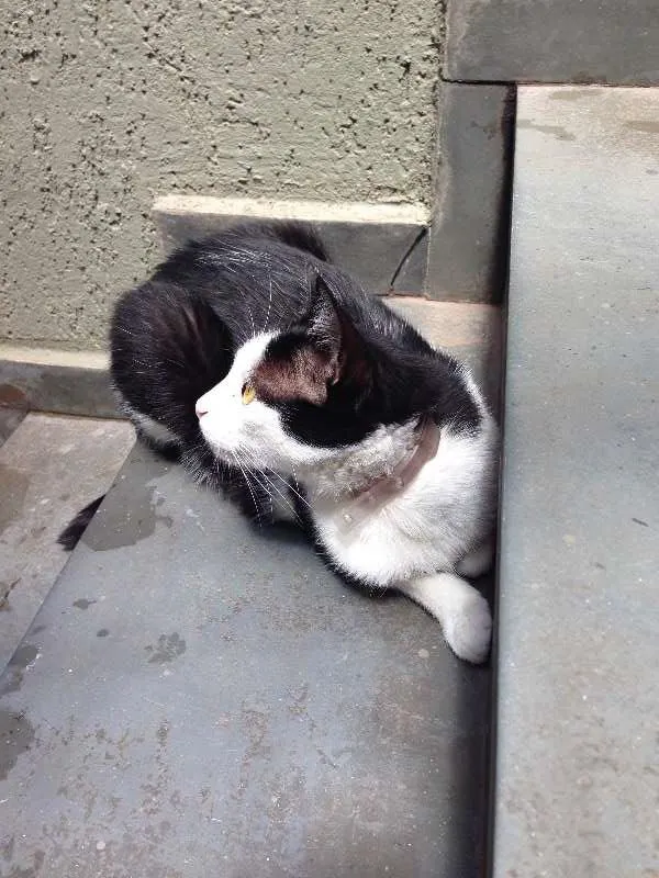 Cachorro raça SRD idade 2 anos nome Cyndi