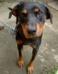 preto