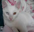 floquinho
