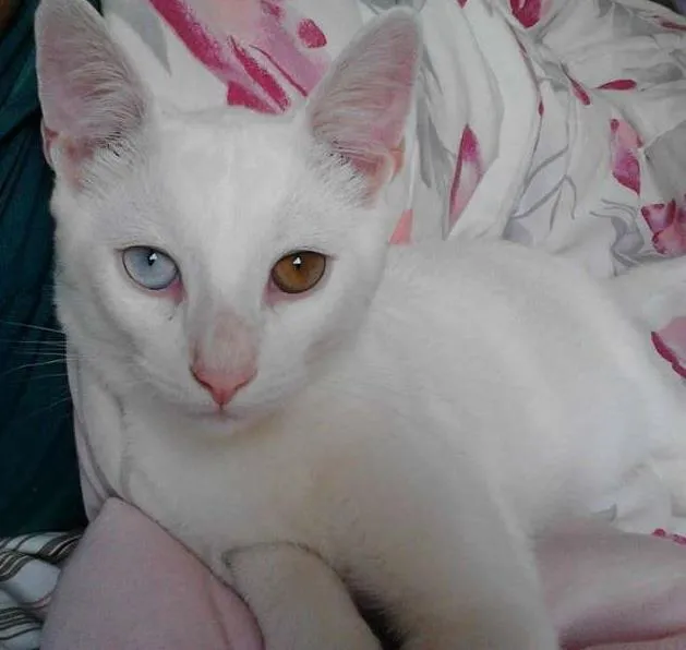 Gato ra a SRD idade 7 a 11 meses nome floquinho