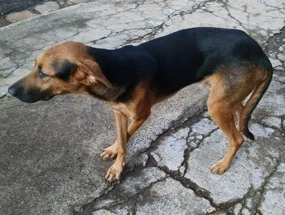 Cachorro ra a Desconhecida idade 7 a 11 meses nome Sem nome