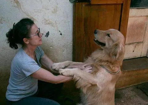Cachorro ra a Golden Retriver idade 2 anos nome Nugo