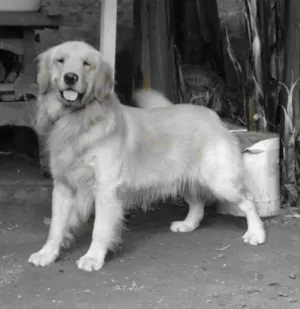 Cachorro raça Golden Retriver idade 2 anos nome Nugo