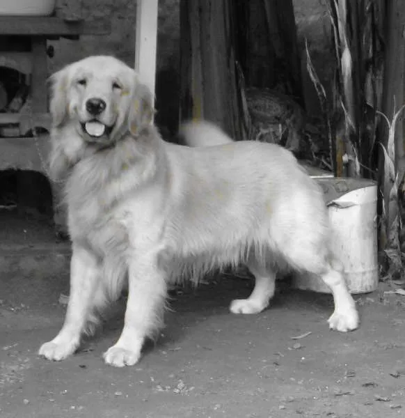 Cachorro ra a Golden Retriver idade 2 anos nome Nugo