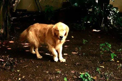 Cachorro ra a Golden Retriver idade 2 anos nome Nugo