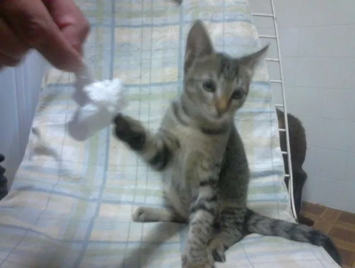 Gato ra a SRD idade Abaixo de 2 meses nome Tigrinho do mato!