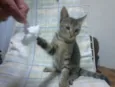 Tigrinho do mato!