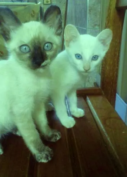 Gato ra a cianes idade Abaixo de 2 meses nome branca de neve
