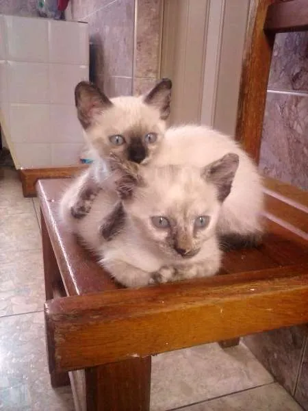 Gato ra a cianes idade Abaixo de 2 meses nome branca de neve