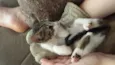Gatinho
