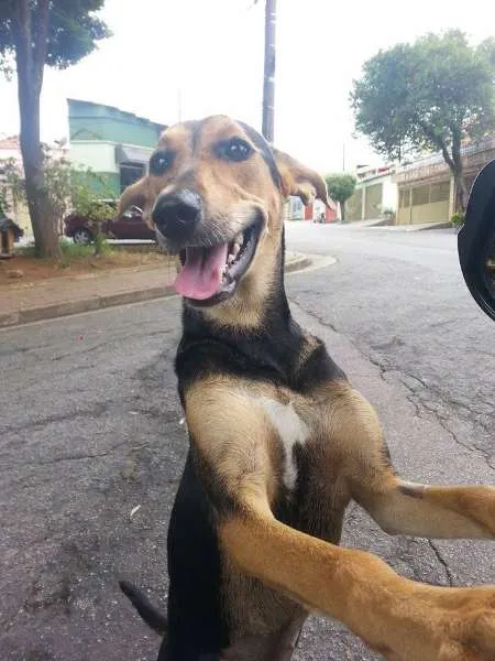 Cachorro ra a SRD idade 2 a 6 meses nome AMANDA