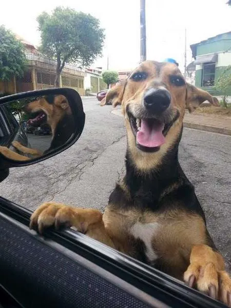Cachorro ra a SRD idade 2 a 6 meses nome AMANDA