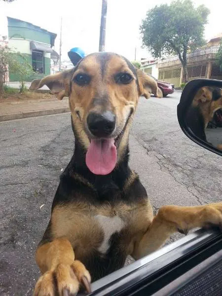 Cachorro ra a SRD idade 2 a 6 meses nome AMANDA