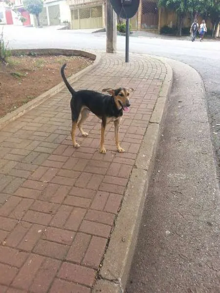 Cachorro ra a SRD idade 2 a 6 meses nome AMANDA