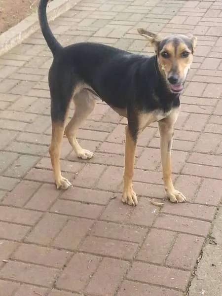 Cachorro ra a SRD idade 2 a 6 meses nome AMANDA