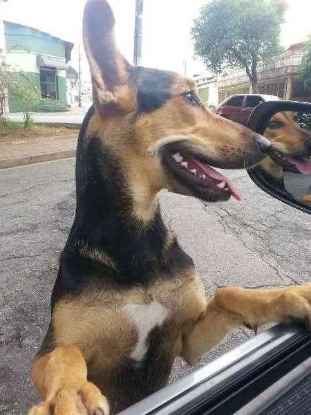 Cachorro ra a SRD idade 2 a 6 meses nome AMANDA